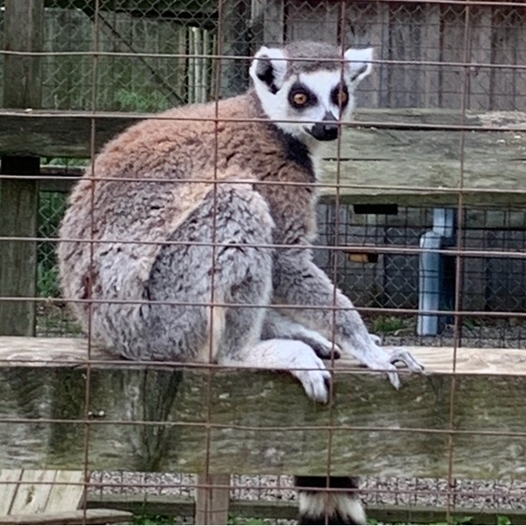 lincoln_lemur